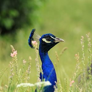 Indian peafowl (May 2018)