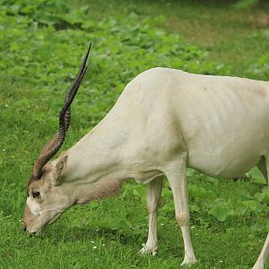 Addax antelope (May 2018)