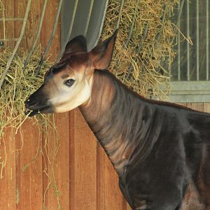 Okapi (May 2018)