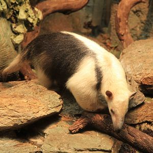 Tamandua (May 2018)