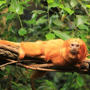 Golden lion tamarin (May 2018)
