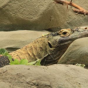 Komodo dragon (May 2018)