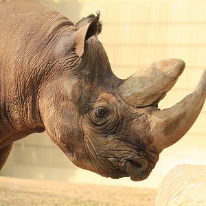 Southern black rhino (May 2018)