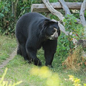 Spectacled bear (May 2018)