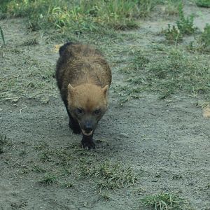 Bush dog (May 2018)