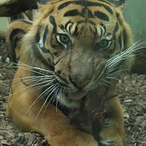 Sumatran tiger (May 2018)