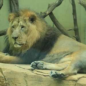 Asian lion (May 2018)