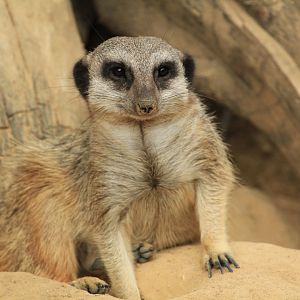Meerkat (May 2018)