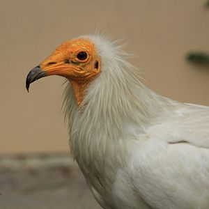 Egyptian vulture (May 2018)