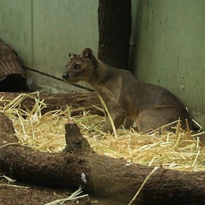 Fossa (April 2019)