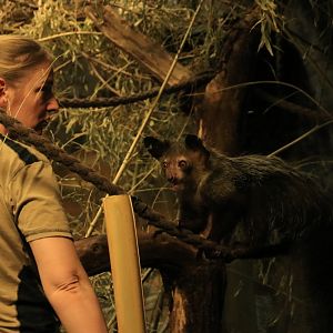 Aye aye (April 2018)