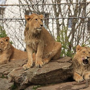 Asian lions (April 2019)