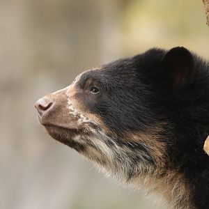 Spectacled bear (April 2019)