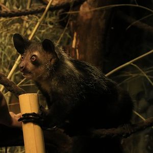 Aye aye (April 2019)