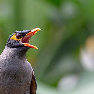 Bank myna : Cotswold WP : 12 Jul 2019