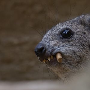 Arabian rock hyrax : Cotswold WP : 12 Jul 2019