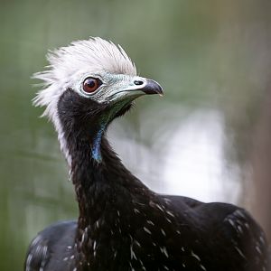 Blue-throated piping-guan : Cotswold WP : 12 Jul 2019