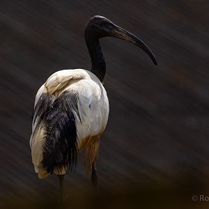 African sacred ibis : Cotswold WP : 12 Jul 2019