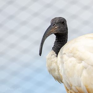 African sacred ibis : Cotswold WP : 12 Jul 2019