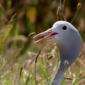 Blue crane : Cotswold WP : 12 Jul 2019
