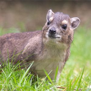 Bruce's yellow-spotted hyrax : Hamerton : 14 Jul 2019