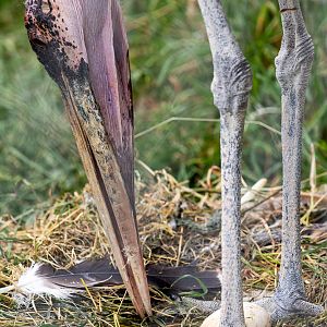 Marabou stork : Hamerton : 14 Jul 2019