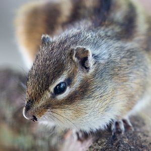 Eastern chipmunk : Hamerton : 14 Jul 2019