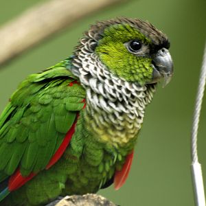 Black-capped conure