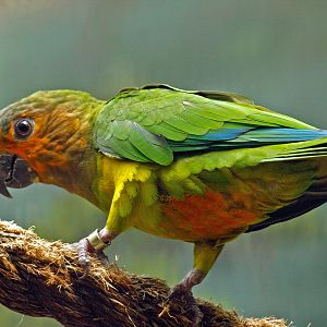 Brown-throated parakeet