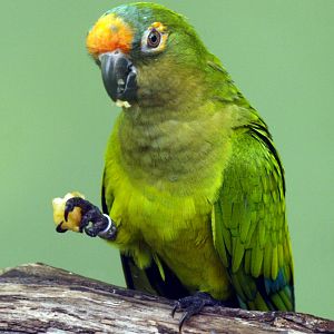 Orange-fronted parakeet