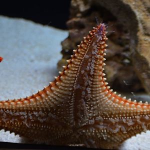 Sea Star ID