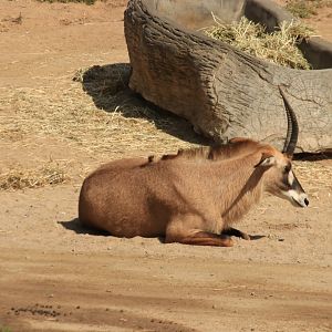 Roan antelope (June 2019)