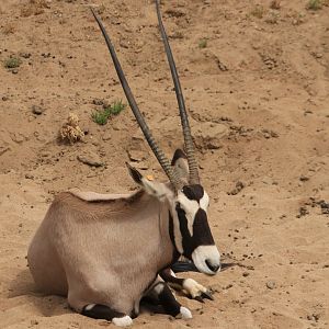 South African oryx (June 2019)