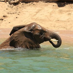 African Elephant (June 2019)