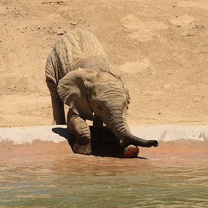 African Elephant (June 2019)