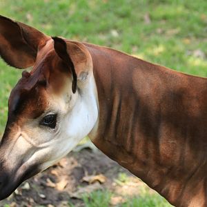 Okapi (June 2019)