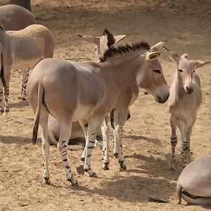 Somali wild asses (June 2019)