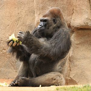 Western lowland gorilla (June 2019)
