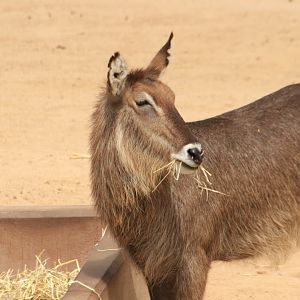 Waterbuck (June 2019)
