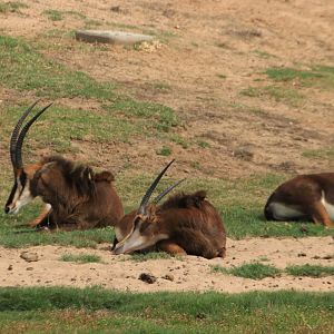 Sable antelopes (June 2019)