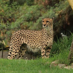 Cheetah (June 2019)