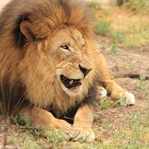 African lion (June 2019)