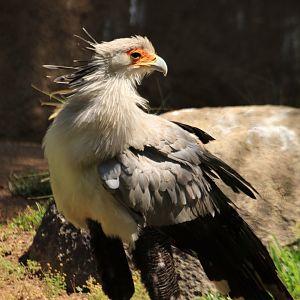 Secretary bird (June 2019)