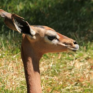 Gerenuk (June 2019)