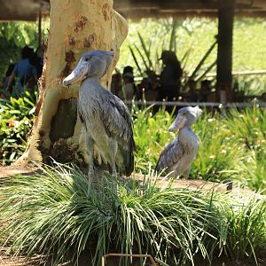 Showbills (June 2019)