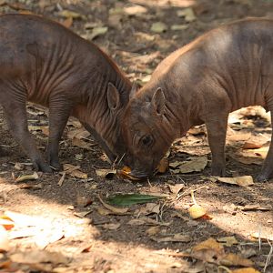 Barbirussa babies (June 2019)