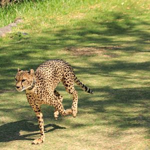 Running Cheetah (June 2019)