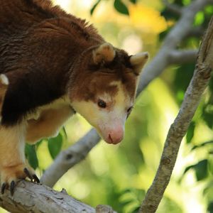 Matschie's tree kangoroo (June 2019)