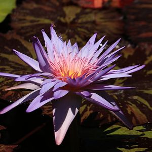 Water lily (June 2019)