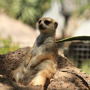 Meerkat (June 2019)